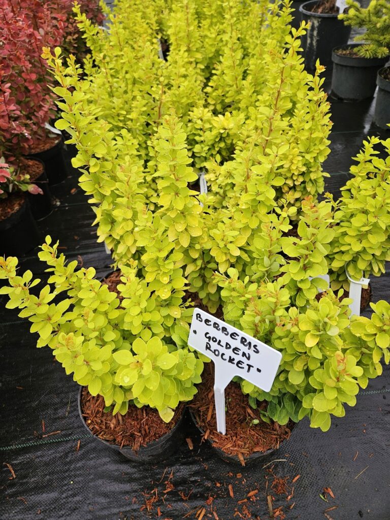 Berberis thunbergii 'Golden Rocket' kuldkollase lehestikuga sammasjas kukerpuu