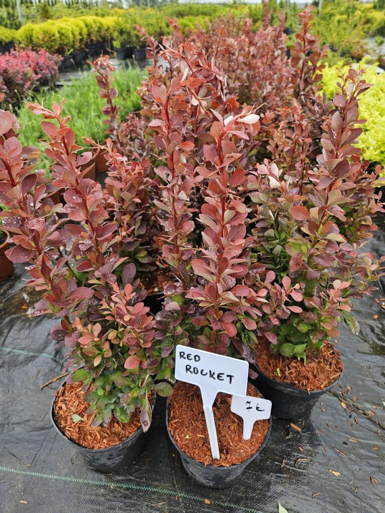 Berberis Red Rocket