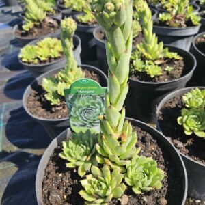 Sempervivum 'Mahogany' õitsev mägisibul suure roseti ja tütartaimedega.