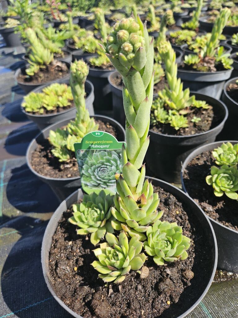 Sempervivum 'Mahogany' õitsev mägisibul suure roseti ja tütartaimedega.