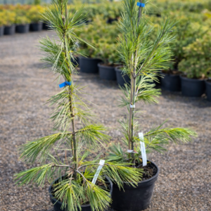 Pinus strobus Fastigiata poogitud sammas valge mänd Levala Puukool