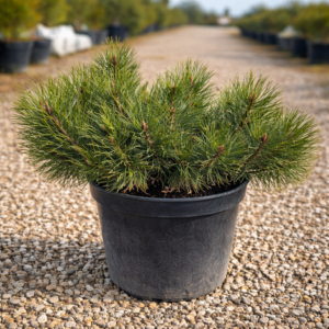Pinus mugo ‘Pumilio
