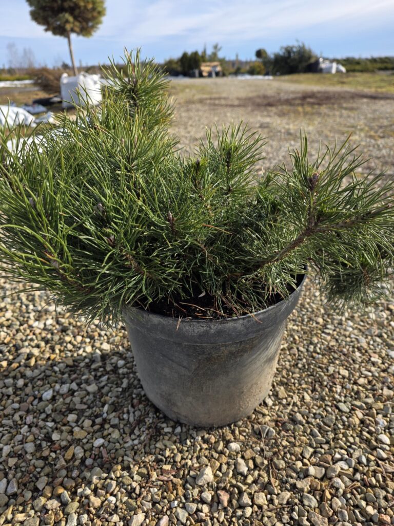 pinus mugo