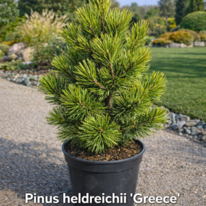 Pinus heldreichii ‘Greece’