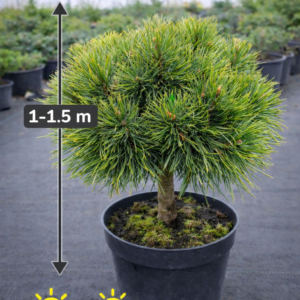 Poogitud mägimänd Varella (Pinus mugo) kompaktne kerapuu potis – maksimaalne kõrgus 1–1.5 m