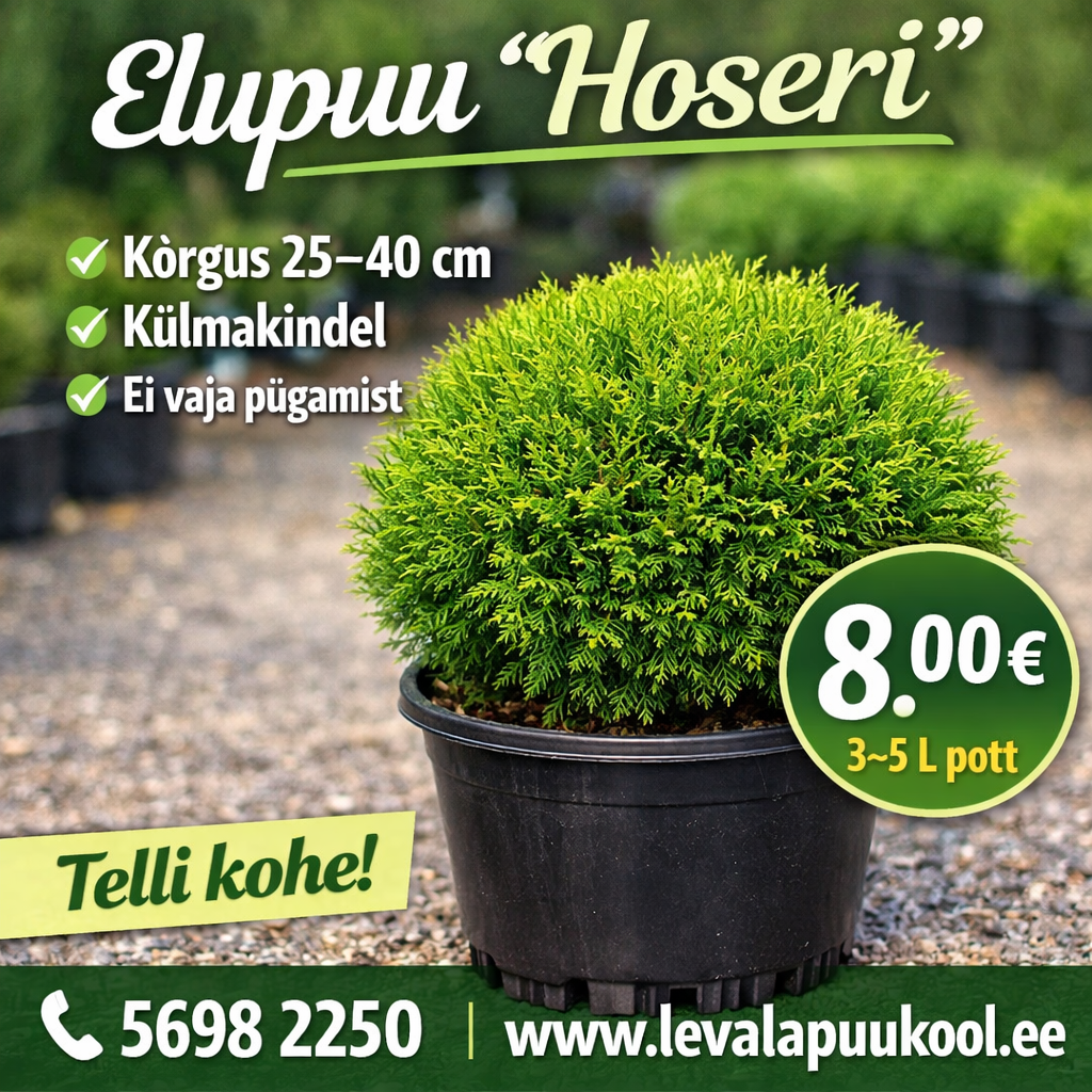 Eelupuupall Hoseri maks kõrgus 60-80 cm