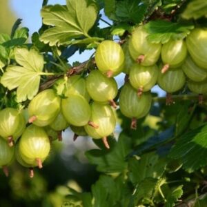 karusmari Invicta tüvivorm potis roheliste marjadega