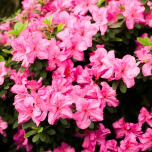 Azalea Nina roosade õitega asalea põõsas