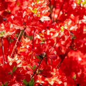 Azalea Parkfeuer punaste õitega asalea põõsas