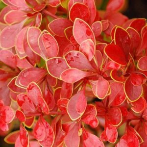 Berberis thunbergii Golden Ring kukerpuu kollase servaga
