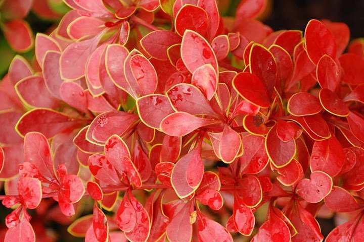 Berberis thunbergii Golden Ring kukerpuu kollase servaga