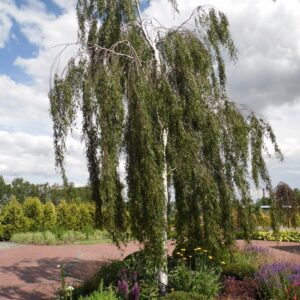 Betula pendula ‘Gracilis’