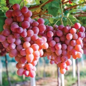 Vitis Einset Seedless seemneteta viinamarjad