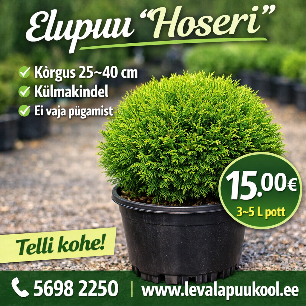 Elupuu Hoseri max kõrgus 70- 80 cm
