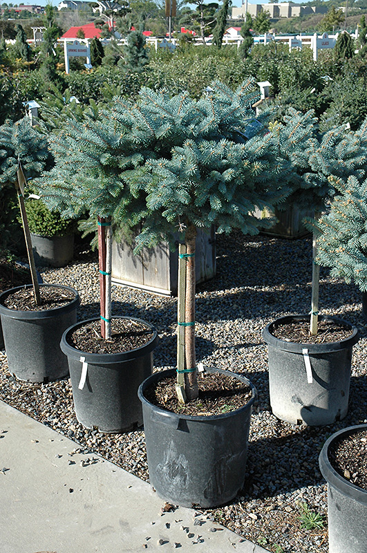 poogitud-kuusk-picea-glauca-globosa