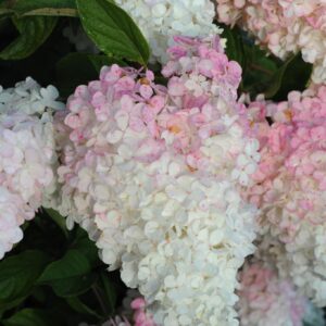 hortensia gardenlights õitsev aedhortensia põõsas