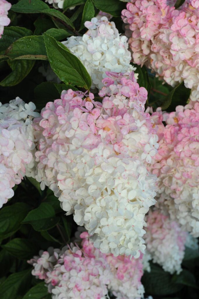 hortensia gardenlights õitsev aedhortensia põõsas