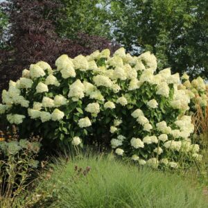 Hortensia Grandiflora (Hydrangea paniculata)