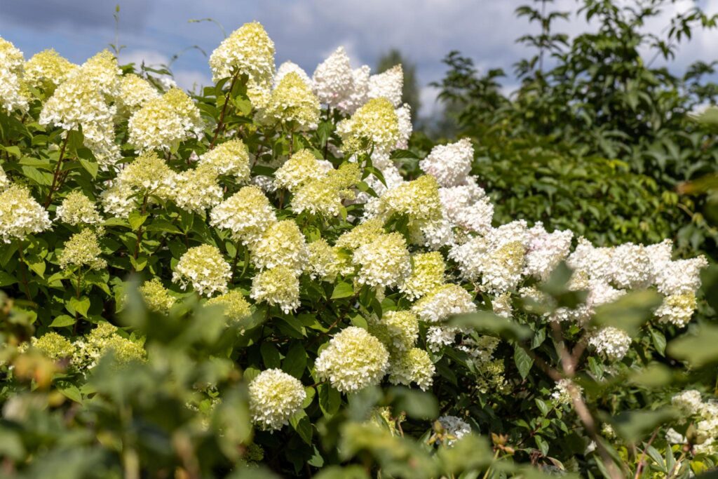 hortensia mojito roheline aedhortensia õitsev põõsas