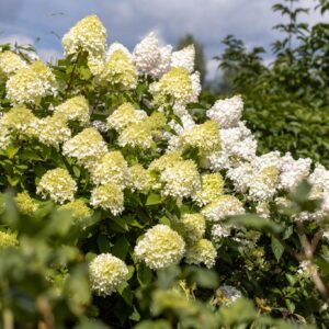 hortensia mojito roheline aedhortensia õitsev põõsas
