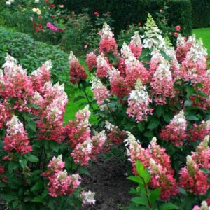 Hortensia Pinky Winky õisik valge ja roosa
