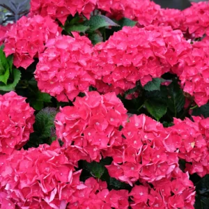 hortensia Hot Red punaste õitega suureõieline hortensia