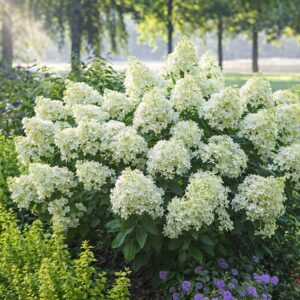 hortensia bobo valged õied