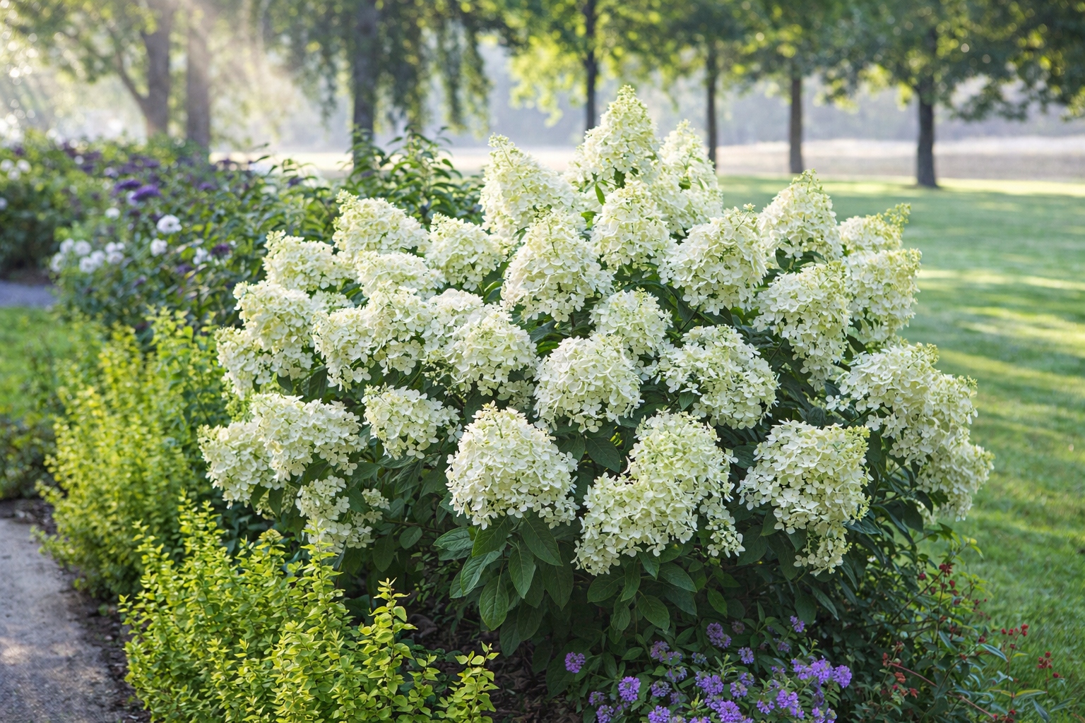 hortensia bobo valged õied