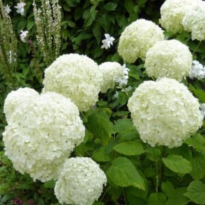 hortensia annabelle suurte valgete õiepallidega aedhortensia