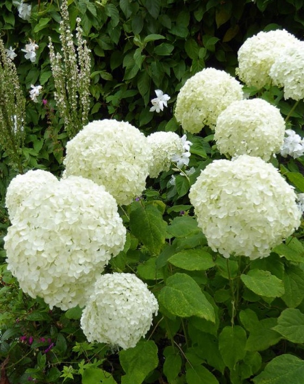 hortensia annabelle suurte valgete õiepallidega aedhortensia