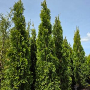 Elupuus Samragd 200 - 220 + cm