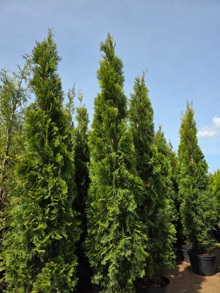 Elupuus Samragd 200 - 220 + cm