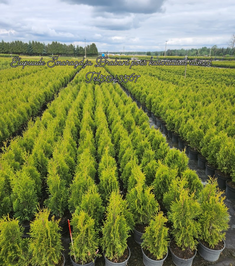 Smaragd elupuu hekk Eestis