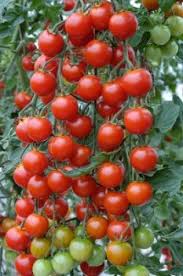 Moneymaker tomat