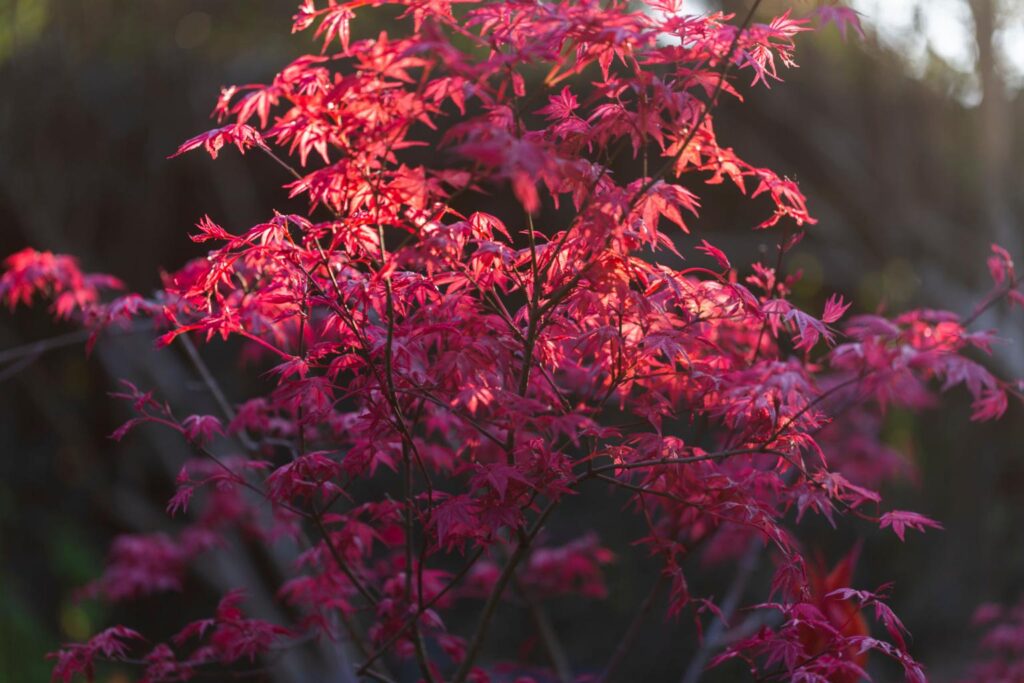 Jaapani vaher Beni maiko punaste noorte lehtedega puu
