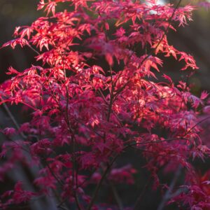 Jaapani vaher Beni maiko punaste noorte lehtedega puu