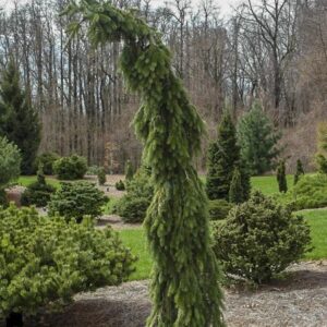 Picea abies Brunus Pendula rippuv harilik kuusk potis