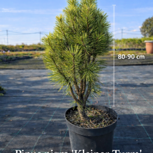 Pinus nigra Kleiner Turm must mänd potis Levala Puukool