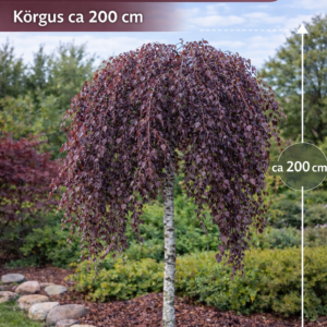 betula-pendula-purpurea-punaseleheline-kask-200cm