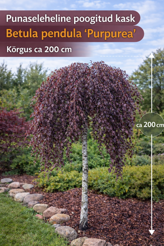 betula-pendula-purpurea-punaseleheline-kask-200cm