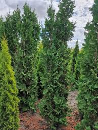 Elupuu Spiralis – kiirekasvuline ja elegantne sammasjas elupuu, sobib hekkideks ja üksiktaimeks. Kasvab kuni 4–6 m kõrguseks.