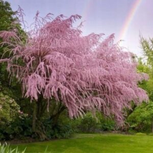 Tamarix parviflora tamarisk roosade õitega