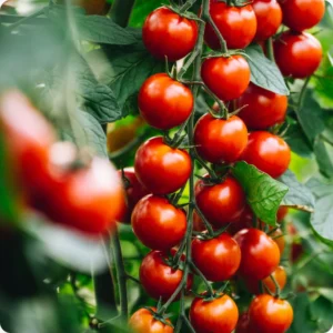 Gardeners Delight tomatikobar