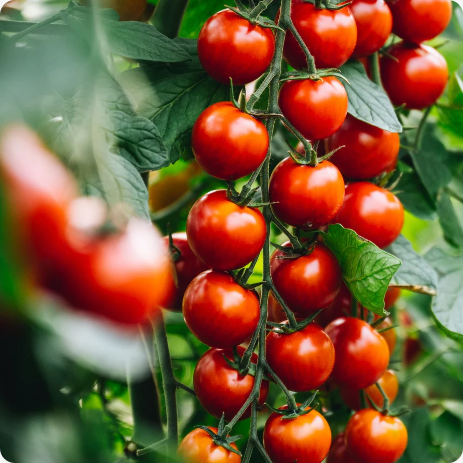 Gardeners Delight tomatikobar