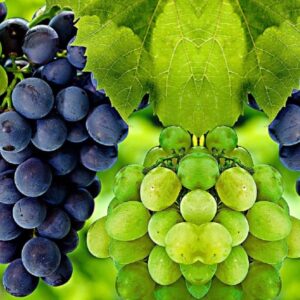 Vitis Isabella viinamari