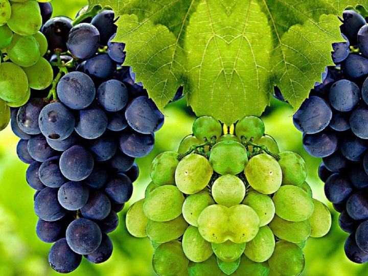 Vitis Isabella viinamari