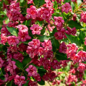 Weigela Bristol Ruby punaste õitega veigela