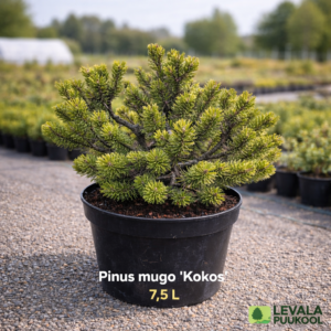 pinus-mugo-kokos