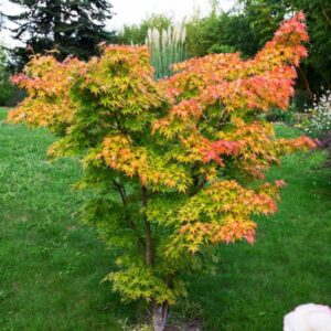 Jaapani vaher Orange Dream kollakasoranžide lehtedega ilupuu