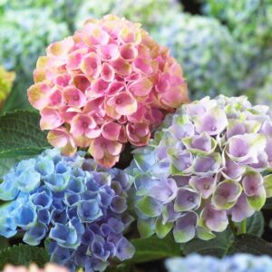 aedhortensia miss hepburn 5l potis hortensia istik